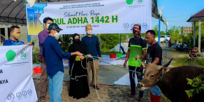 IDULADHA: Rektor UMPR Dr Sonedi MPd secara simbolis menyerahkan 9 sapi pada momen Idul Adha 1442, Selasa (20/7). (FOTO: HUMAS UMPR UNTUK KALTENG POS)