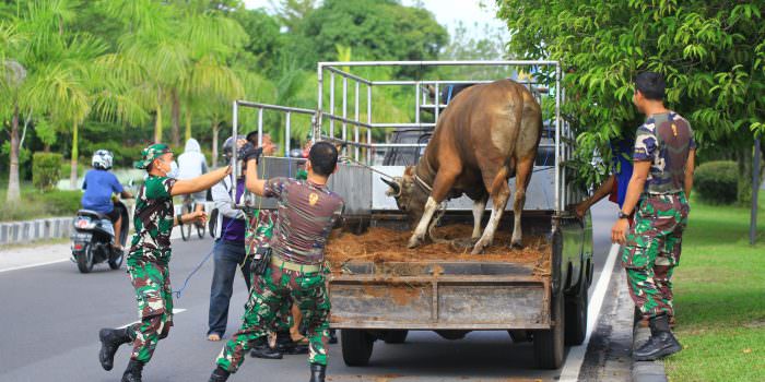 SEMPAT KABUR: Anggota TNI membantu menangkap sapi kurban yang kabur di Jalan Yos Soedarso, Selasa (20/7). (FOTO: DENAR/KALTENG POS)