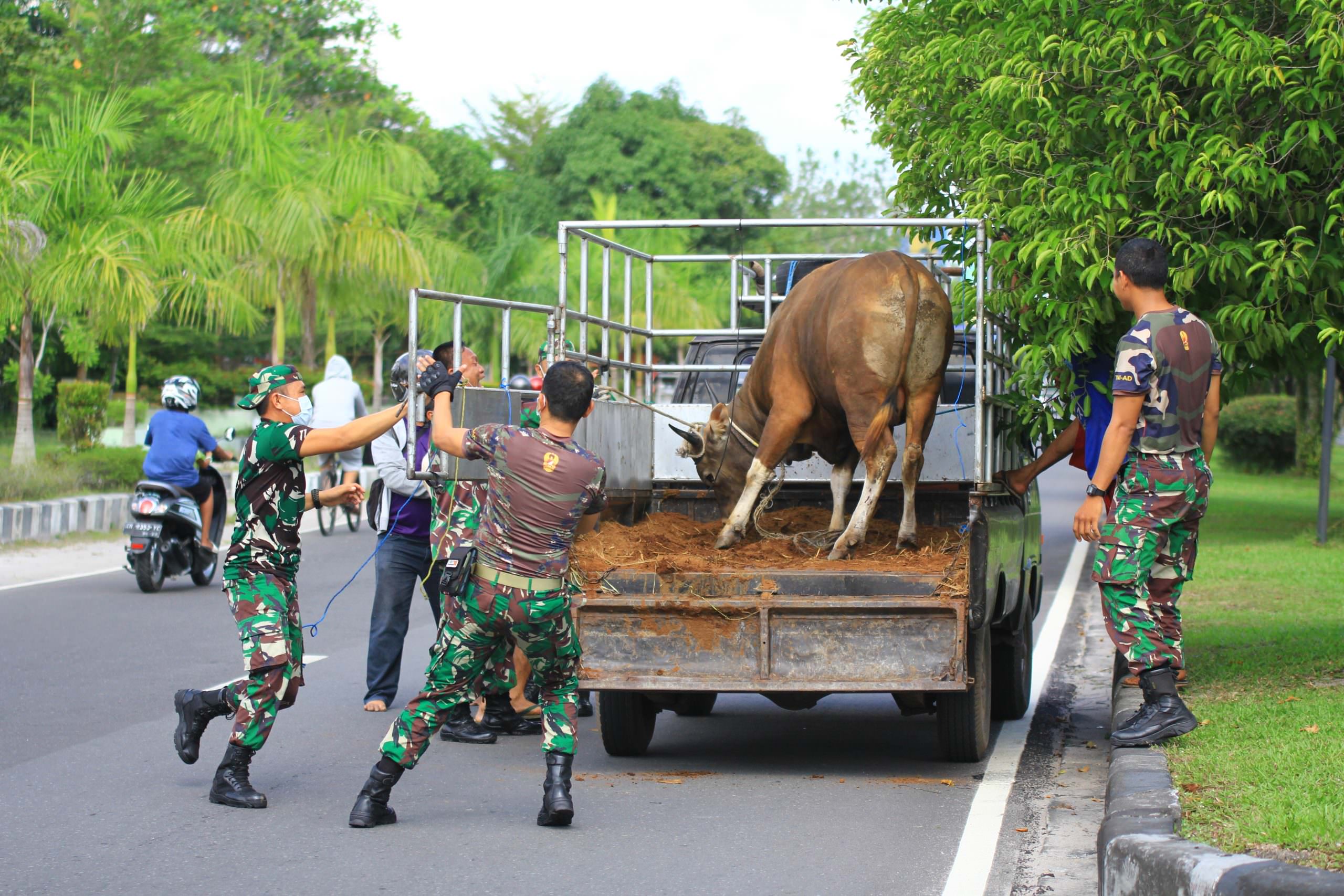 SEMPAT KABUR: Anggota TNI membantu menangkap sapi kurban yang kabur di Jalan Yos Soedarso, Selasa (20/7). (FOTO: DENAR/KALTENG POS)