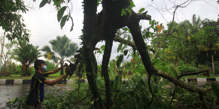 DIPOTONG : Patahan pohon menutupi badan jalan di Adonis Samad usai diterpa angin kencang dan hujan, Minggu (22/8). (FOTO: DENAR/KALTENG POS)