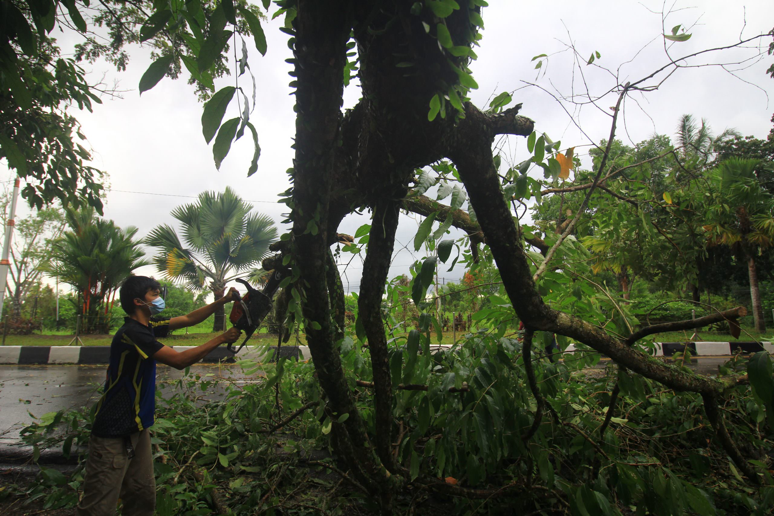 DIPOTONG : Patahan pohon menutupi badan jalan di Adonis Samad usai diterpa angin kencang dan hujan, Minggu (22/8). (FOTO: DENAR/KALTENG POS)