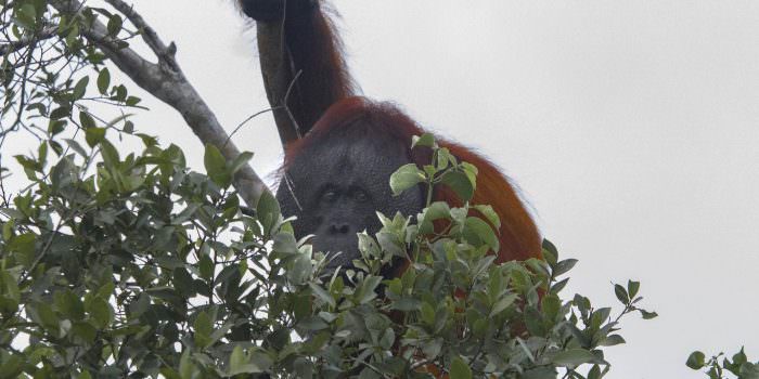 SENDIRI: Seekor orang utan menampakkan diri di pinggiran Sungai Sekonyer. (FOTO: AGUS PRAMONO)