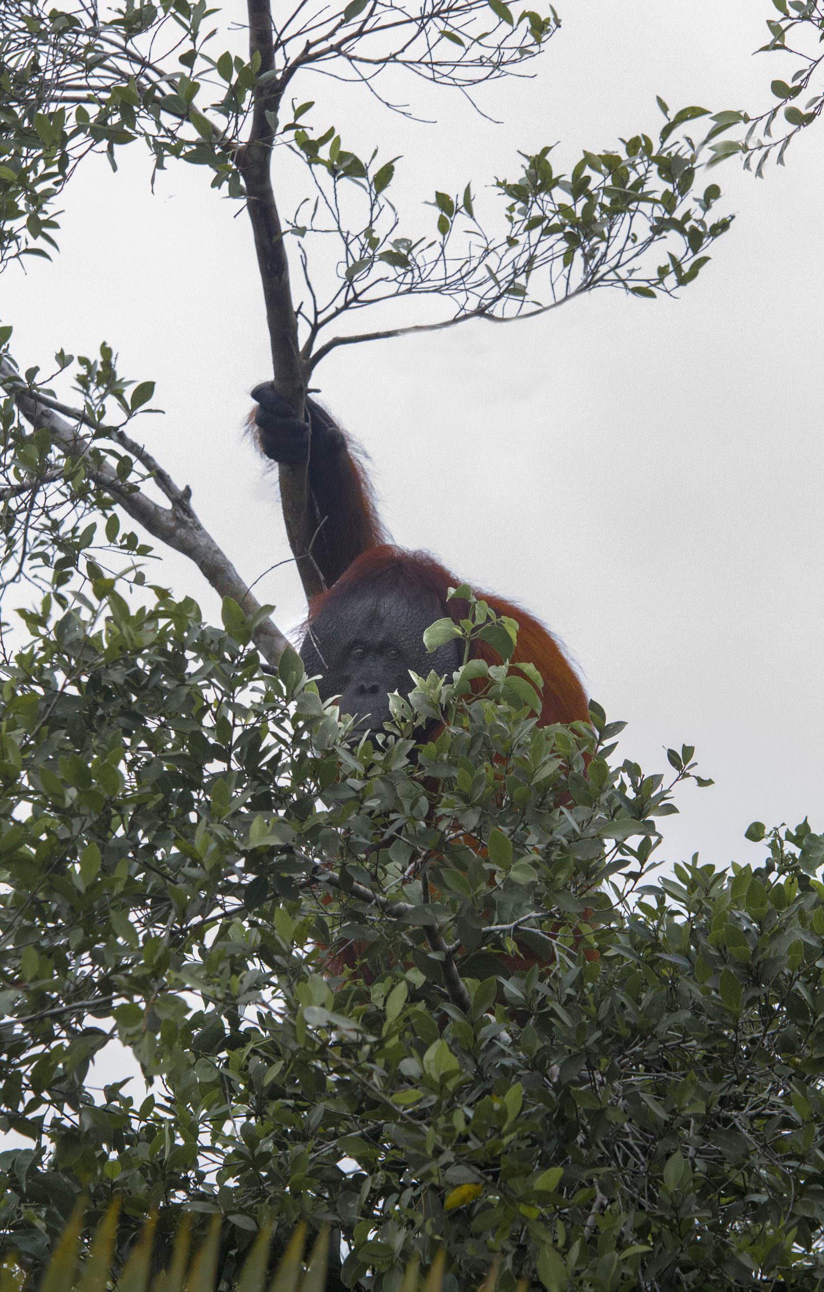 SENDIRI: Seekor orang utan menampakkan diri di pinggiran Sungai Sekonyer. (FOTO: AGUS PRAMONO)