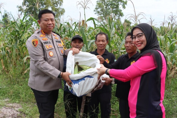 KETAHANAN PANGAN: Kapolresta Palangka Raya, Kombes Pol Dedy Supriadi, melakukan panen jagung di lahan kelompok usaha tani Sumber Rezeki Beruntung.