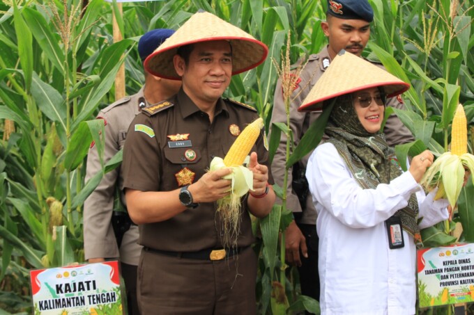 PANEN RAYA: Asisten Intelijen Kejati Kalteng, Eddy Sumarman, S.H.,M.H ikut Penanaman Tahap II & Panen Raya Jagung yang berlangsung di Lahan Produktif Satbrimob Polda Kalteng Jalan Tjilik Riwut KM.32, Kecamatan Bukit Batu, Kota Palangka Raya, Rabu (26/2).