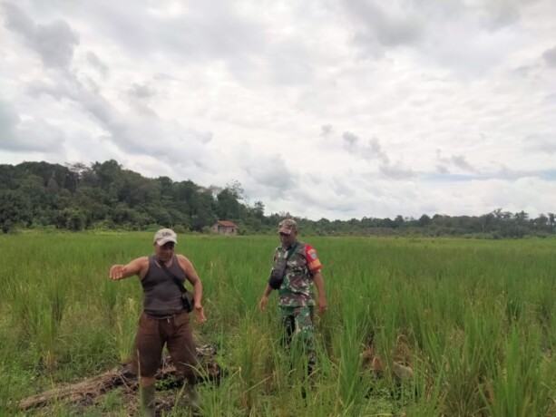 PENDAMPINGAN : Babinsa Koramil 1012-04 Dusun Timur Kopka Ardi Ahmad monitoring sekaligus mendampingi petani di Desa Serapat, Kecamatan Dusun Timur, Kabupaten Barito Timur, Senin (3/2).