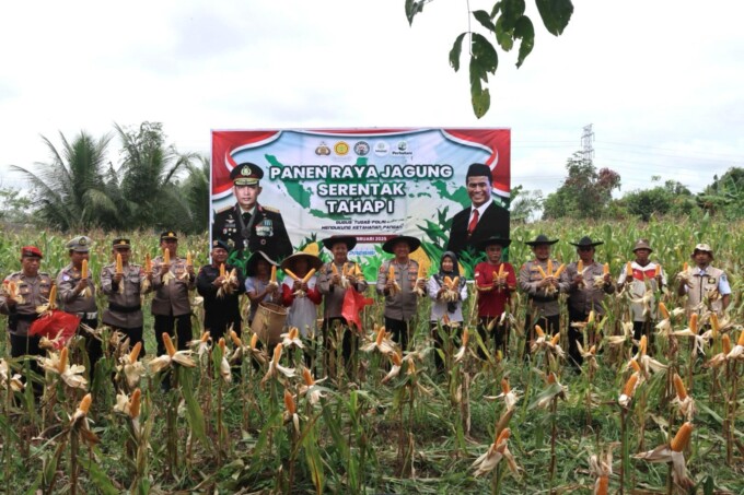 PANEN JAGUNG : Kapolres Lamandau AKBP Bronto Budiyono bersama pemerintah daerah melaksanakan panen jagung pada lahan Polres Lamandau di Desa Kujan, Kecamatan Bulik, Rabu (26/2).