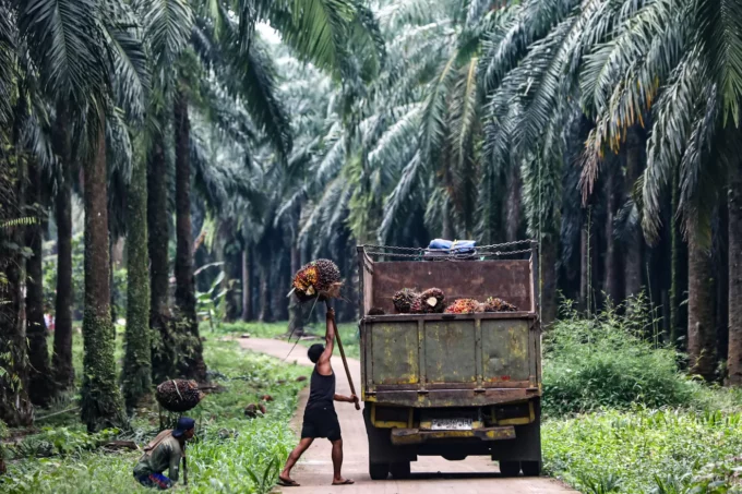 SAWIT: Pekerja mengangkut kelapa sawit di Bogor, Jawa Barat, belum lama ini. (SALMAN TOYIBI/JAWA POS)