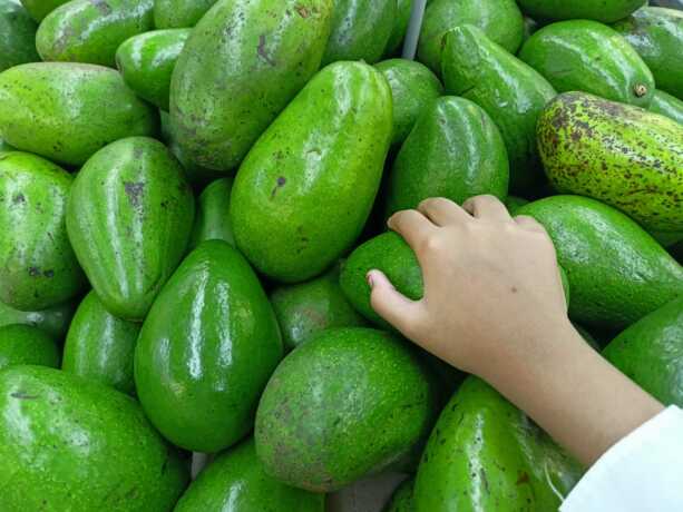 Tips menanam buah alpukat