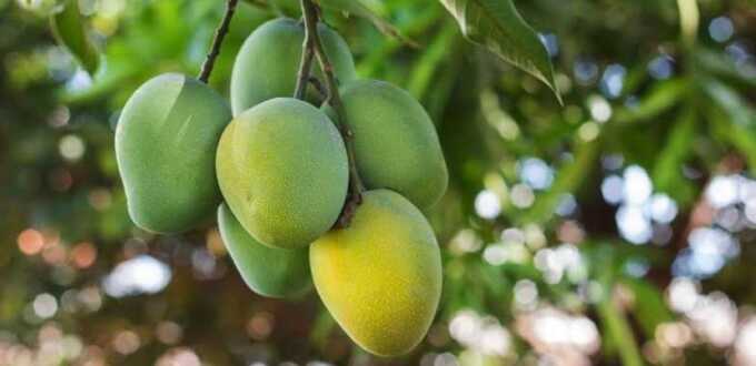 Tips menanam buah mangga