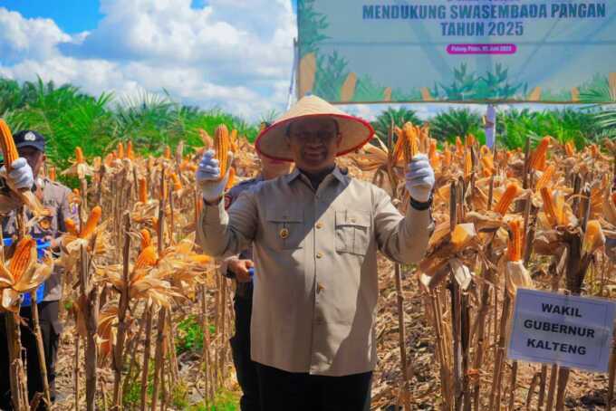 PANEN RAYA: Wakil Gubernur Kalteng, Edy Pratowo saat ikut dalam panen raya jagung serentak kuartal II di Kabupaten Pulang Pisau, Baru-baru ini. (BIRO ADPIM)